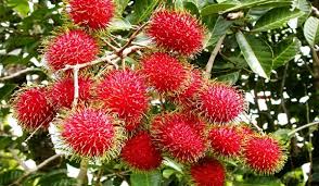Choose a fertile growing medium, such as topsoil mixed with compost or manure. Rambutan