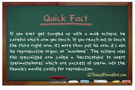 Image result for how to insert male organ into female organ