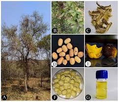 Image result for Balanitaceae