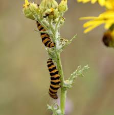 Very hungry caterpillar activities with free printables Cinnabar Moth Norfolk Wildlife Trust