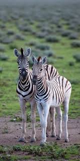 Pin By Seyda Tasan On Animals Nature Animals Pet Birds Animals