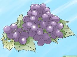 You are in luck because grape vines are easy to propagate from cuttings. How To Grow Grape Vines 13 Steps With Pictures Wikihow