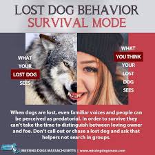 Lost and Found Pets Sawyer, Washburn and Bayfield Counties