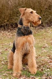 Airedale Terrier Dog Breed Information Popular Pictures In 2020 Dog Breeds Terrier Dog Breeds Terrier Dogs
