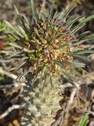Image result for Euphorbia papillosicapsa