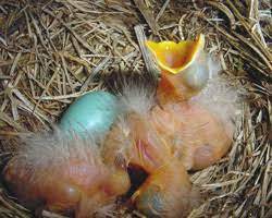 Do not feed tofu or wet bread or dry bird seed or milk* to baby birds. American Robin Nests And Eggs