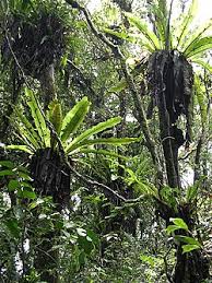 Image result for Aspleniaceae