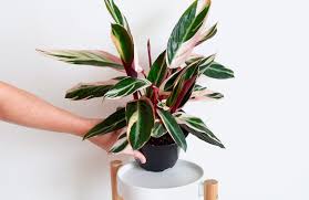 Image result for stromanthe