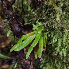 Image result for Grammitis