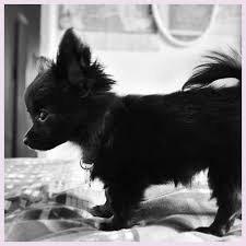 Black And White Papillon Pomeranian Mix Pin By Tessa Lehmuslehto On Sopoa In 2020