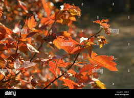 Image result for Searsia dentata