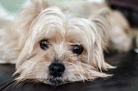 Image result for white yorkshire terrier