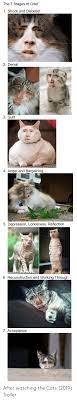 Check spelling or type a new query. The 7 Stages Of Grief 1 Shock And Disbelief 2 Denial 3 Guilt 4 Anger And Bargaining 5 Depression Loneliness Reflection 6 Reconstruction And Working Through 7 Acceptance After Watching The Cats 2019 Trailer Cats Meme On Me Me