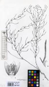 Image result for Basananthe longifolia