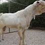Are Damascus goats inbred from 9gag.com