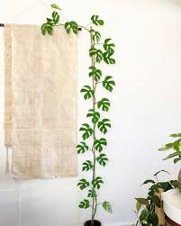 Rhaphidophora Tetrasperma Care Guide That Planty Life Plant Decor Plant Decor Indoor House Plants Decor