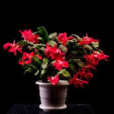 If you click one of these links and make a purchase, we will be paid a commission at no additional cost to you. Thanksgiving Cactus Care Tips For Growing Schlumbergera Truncata