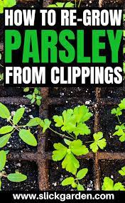 How To Re Grow Parsley From Clippings Grow Parsley Growing Parsley Parsley Plant Starting A Vegetable Garden