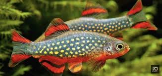 Ada 20 gudang lagu video ikan hias aquarium air laut terbaru, klik salah satu untuk download lagu mudah dan cepat. Aioz Tube
