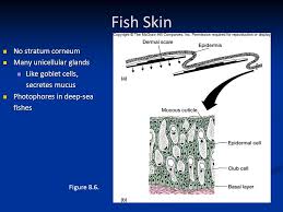 Comparative Anatomy Integument Ppt Download