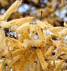Image result for Acacia nigrescens