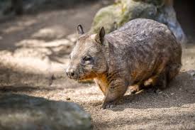 Image result for Southern hairy-nosed wombat