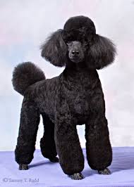 Black And White Standard Poodle Teddy Bear Cut Black Miniature Poodle All Galleries Groom Dog Portraits Yoho Black Miniature Poodle Miniature Poodle Black Poodle Miniature Poodle