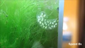 However, make sure never letting your water temperature drop below 50 degrees. Pond Snail Eggs Time Lapse 8x Youtube