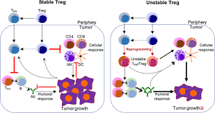 Android flashing & unloking technology video tutorialis make in. Frontiers Lineage Reprogramming Of Effector Regulatory T Cells In Cancer Immunology