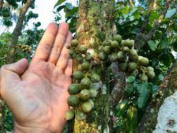 ไม นาน ได ก นแน ๆ ลองกอง ลองกอง ต นหยงม ส ต ดล กท กต น ขนาด ลำต น 3 10 น ว ไม ทรงพ มสวย ความส ง 3 เมตรข นไป ว างๆ แวะมาเย ผลไม