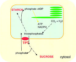 Chloroplasts are present in all green coloured eukaryotic cells. The Triose Phosphate Phosphate Translocator Tpt The Main Function Of Download Scientific Diagram