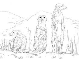 Color in this picture of a meerkat and share it with others image tags: Pin On Animal Colouring Pages