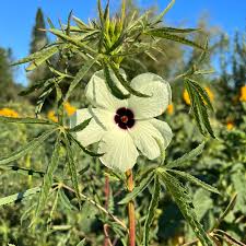 Image result for Hibiscus cannabinus