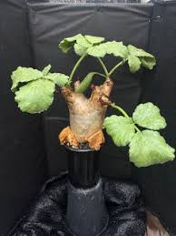 Image result for Cyphostemma saxicola