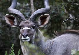 However, millions of these animals still cover the african savanna. 22 African Horned Deer Species Grandeur Aristocracy Rhino Rest