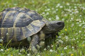 Allerdings habe ich jetzt schon öfter gelesen, dass man europäische landschildkröten auf gar keinen fall im terrarium innen halten sollte und habe deshalb ein schlechtes gewissen. Griechische Landschildkrote Haustier Steckbrief Haltung Pflege