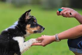 Even though the training you do with your puppy when first bringing them home might seem basic, it will serve as the foundation for higher. The Dog Trainer How To Train Your Dog With A Clicker Dog Trainer Quick And Dirty Tips