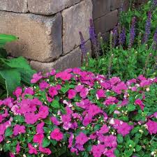 Image result for Impatiens purpureoviolacea