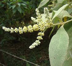 Image result for Buddleja pulchella
