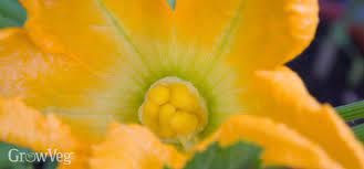 Maybe you would like to learn more about one of these? The Secret To Success With Zucchini