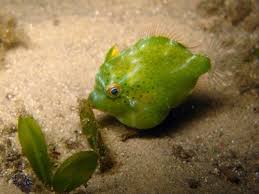 Pin On Ocean Life