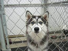 Founddog 10 2 14 Logansport In Siberianhusky Female Morgan Hill Cass County Hs Losing A Dog Female Siberian Husky Find Pets