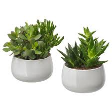 Ikea Mobler Inredning Och Inspiration Vaxter Succulent Inomhusvaxt