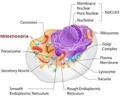A generalised animal cell and its components. Are There Animal Cell Types That Do Not Contain Mitochondria Quora