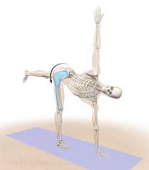 The Daily Bandha Anatomic Sequencing Revolved Half Moon Pose Iyengar Yoga Yoga Anatomy Bandha Yoga