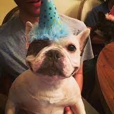 Brenda Goss On Instagram Bogie Loves Cake Hat Meaning French Bulldog Party Hats