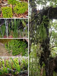 Image result for Huperzia afromontana