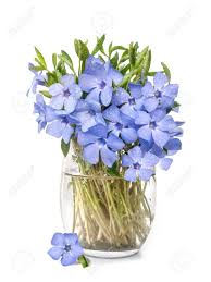 ✓ free for commercial use ✓ high quality images. Bright Violet Wild Periwinkle Flower Bouquet Stock Photo Picture And Royalty Free Image Image 94452637