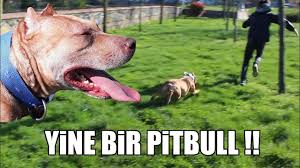 Kopek Irklari Bulusmasi K I F Etkinligi 2 Bolum Scr Ve Uretim Izni Nasil Cikarilir Dog Club Youtube