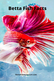 Betta Fish Facts Betta Betta Fish Fish Pet